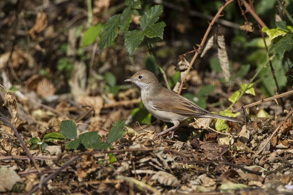 Whitethroat