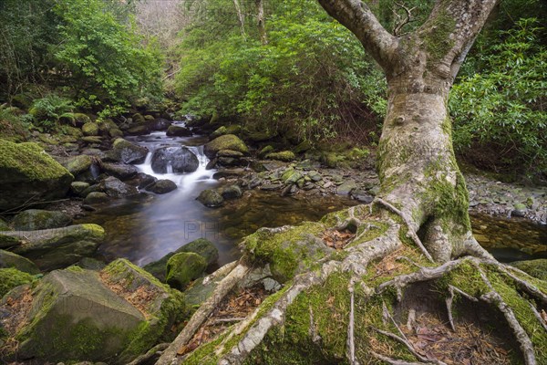 Tree and woodland stream roots