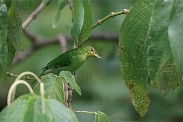 Green Honeycreeper