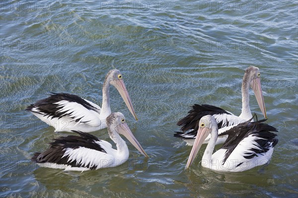 Australian Pelican