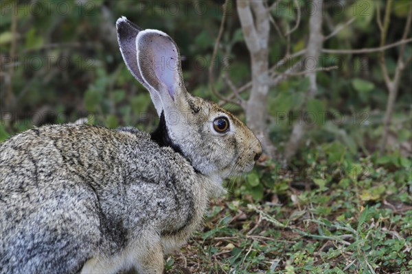 Indian Hare