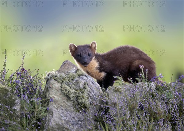 Pine Marten