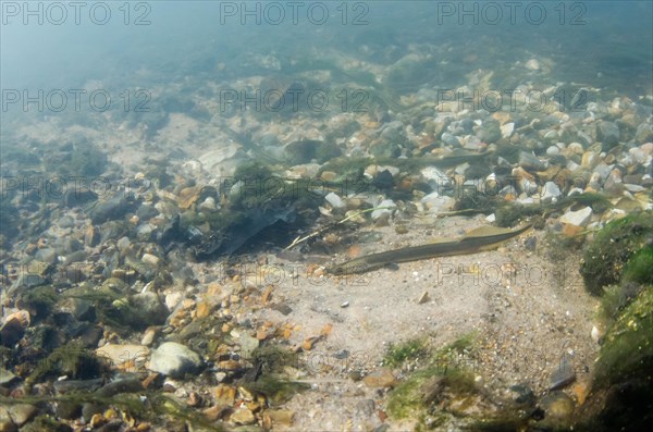 Brook Lamprey