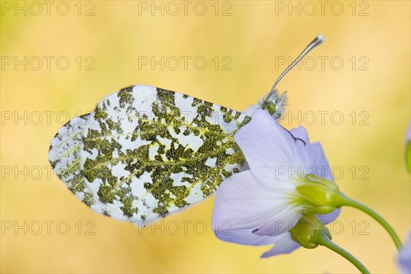 Adult orange-tipped butterfly