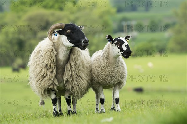 Blackface sheep