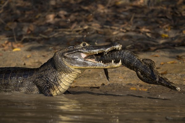 Spectacled Caiman