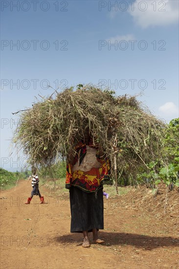 Rwandan lady with lots of grass on her head walking barefoot along a dusty path. Rwanda