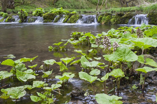 Butterbur