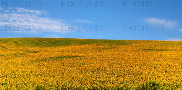 Huge sunflower fields