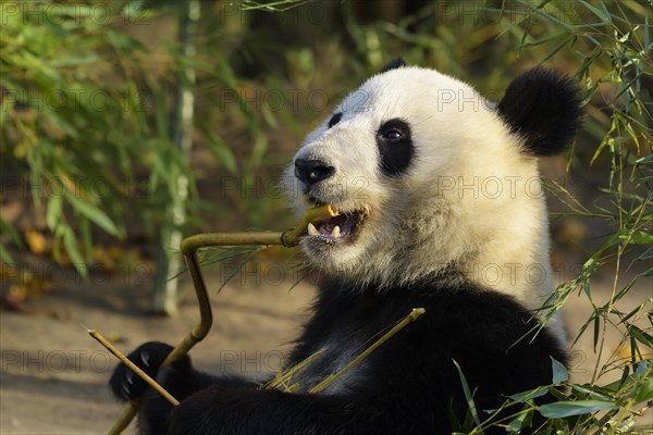 Giant Panda