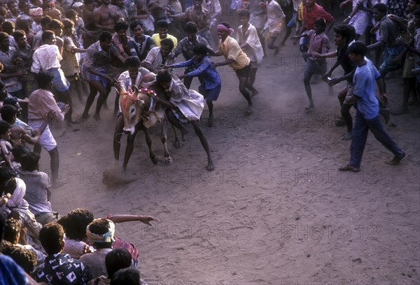 Jallikattu in Alanganallur near Madurai