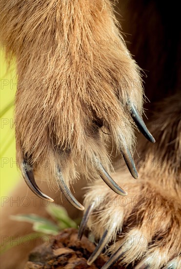 Brown Bear Paw With sharp Claws in view