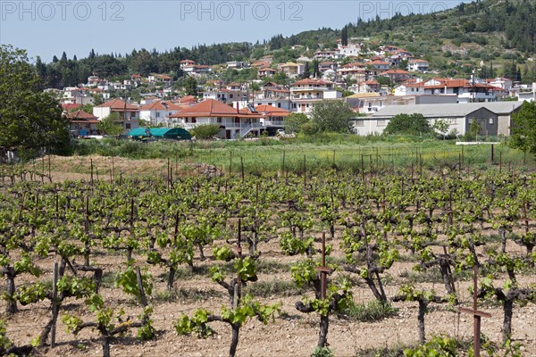 Viticulture