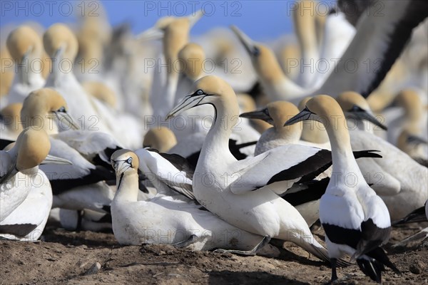 Cape Gannet