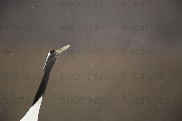 Adult Japanese red-crowned crane