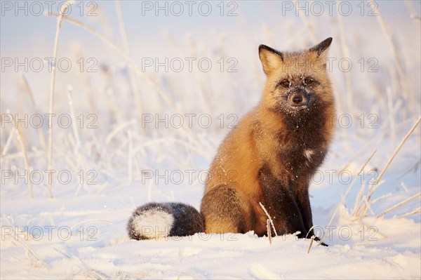 American red fox