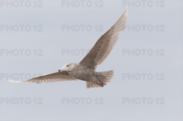 Glaucous gull