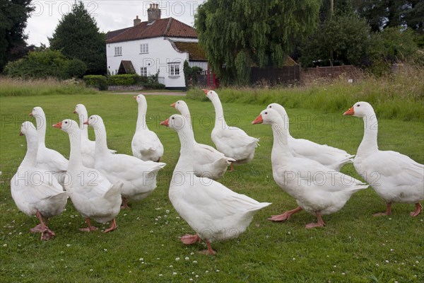 Norwegian White Geese