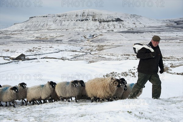 Domestic Sheep