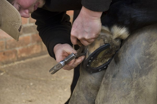 Breaking off the nail tips on the newly fitted horseshoe