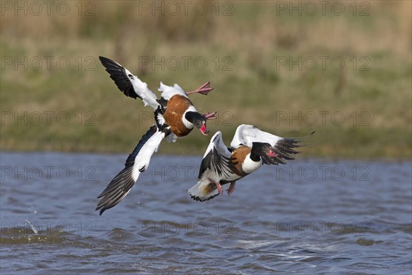 Common shelduck