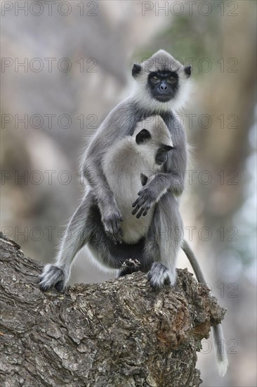 Tufted Grey Langur