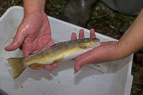 Salmo trutta forma fario