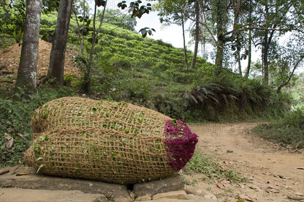 Freshly picked tea waiting to go to the factory