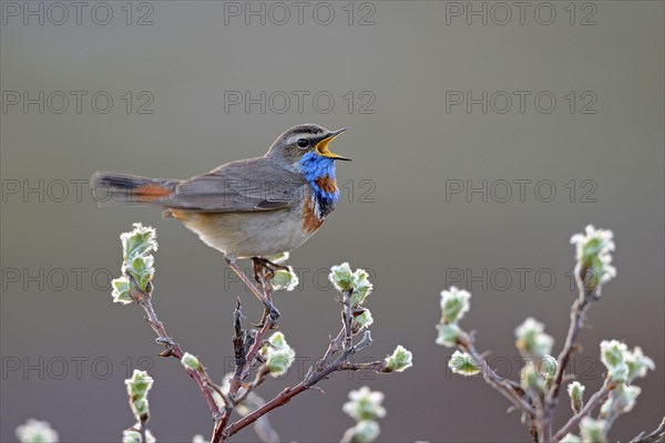 Red-spotted bluethroat