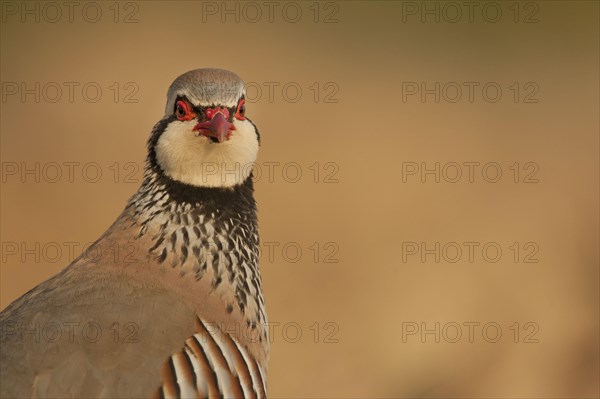 Red-legged Partridge