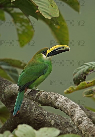 Emerald Toucanet