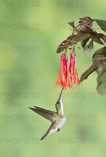 Andean Emerald