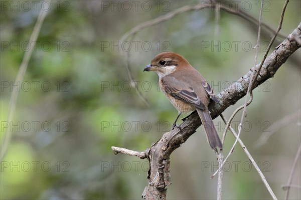 Bull-headed Shrike