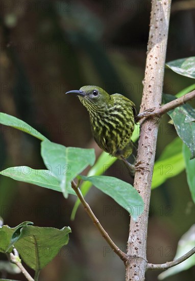 Purple-naped Sunbird