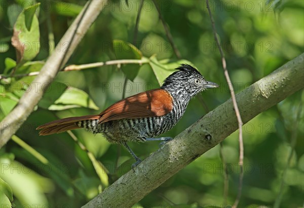 Chestnut-backed Antshrike