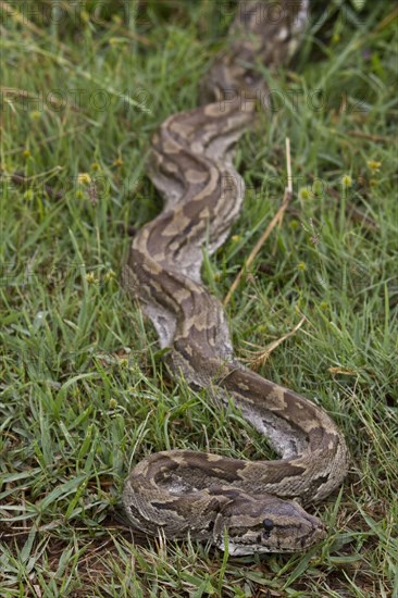 Northern Rock Python