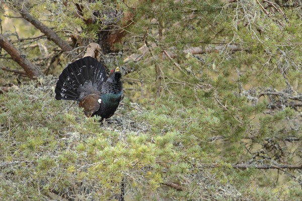 Western Capercaillie