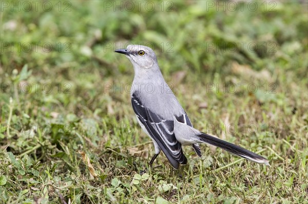 Tropical Mockingbird