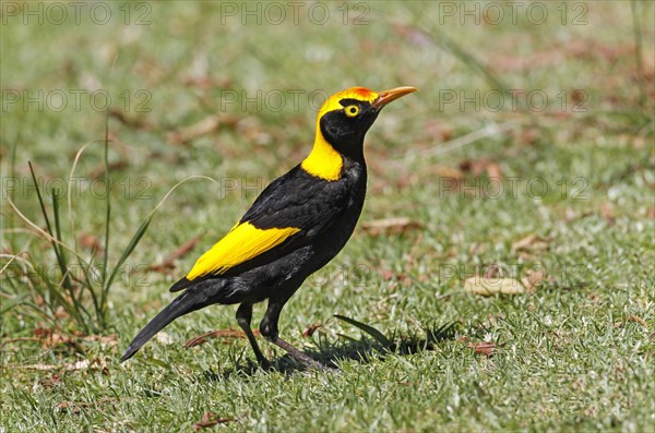 Regent Bowerbird