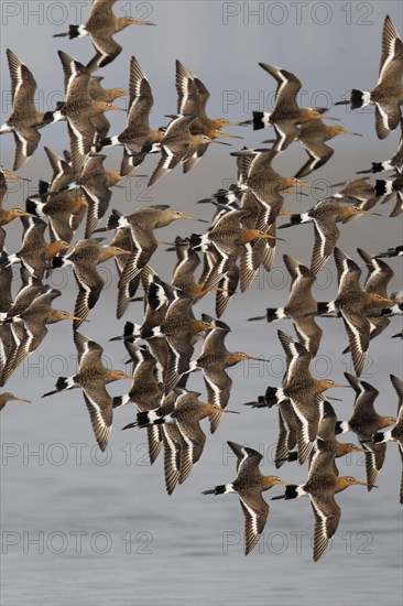 Population of black-tailed godwit