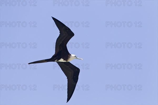 Magnificent Frigatebird