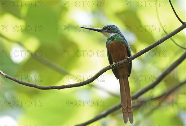 Rufous-tailed Jacamar