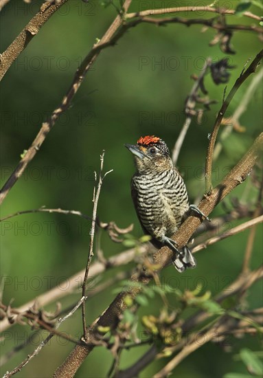 White-banded Pygmy Woodpecker