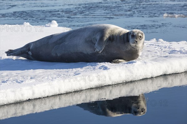 Bearded Seal