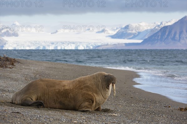 Atlantic Walrus