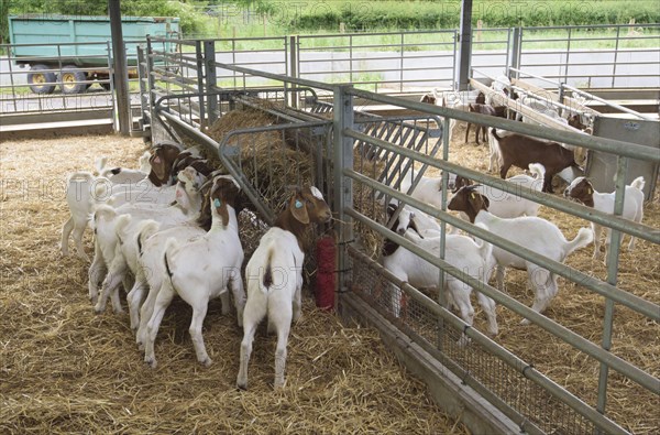 Boer goats