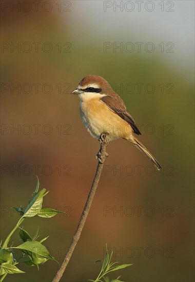 Brown Shrike