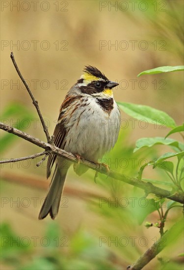 Yellow-throated Bunting