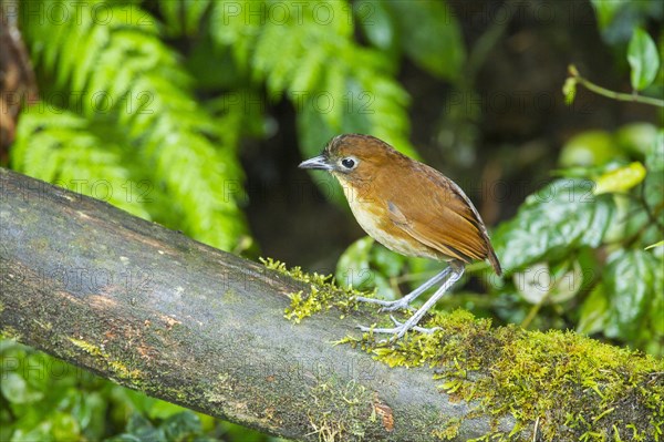 Yellow-breasted Antpitta