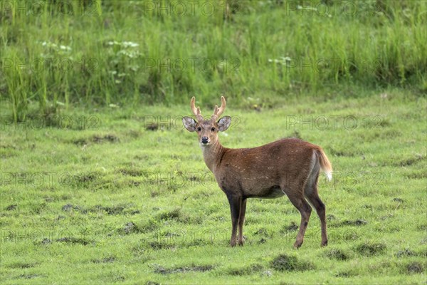 Hog deer